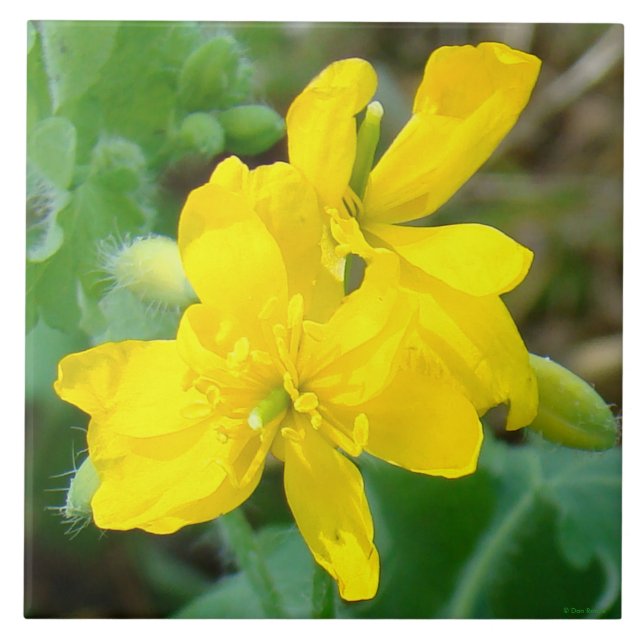 F44 Gula vildblommor Vildsenap Kakelplatta (Framsidan)
