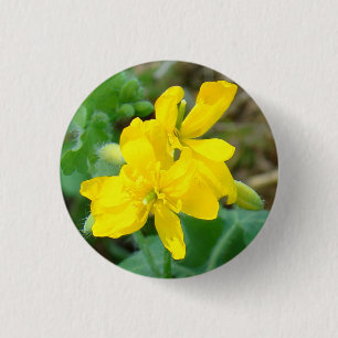 F44 Gula vildblommor Vildsenap Knapp