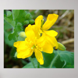 F44 Gula vildblommor Vildsenap Poster