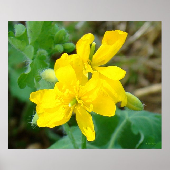 F44 Gula vildblommor Vildsenap Poster (Framsidan)