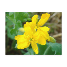 F44 Gula vildblommor Vildsenap