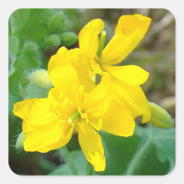 F44 Gult Wildblommor Vild Mustard Fyrkantigt Klistermärke
