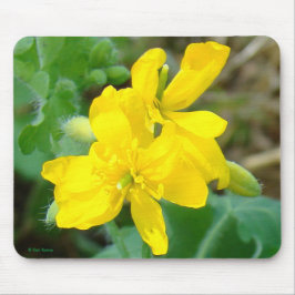 F44 Gult Wildblommor Vild Mustard Musmatta