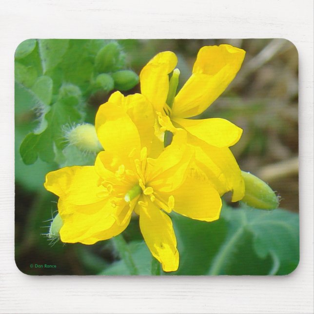 F44 Gult Wildblommor Vild Mustard Musmatta (Framsidan)