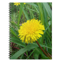 F45 Dandelion
