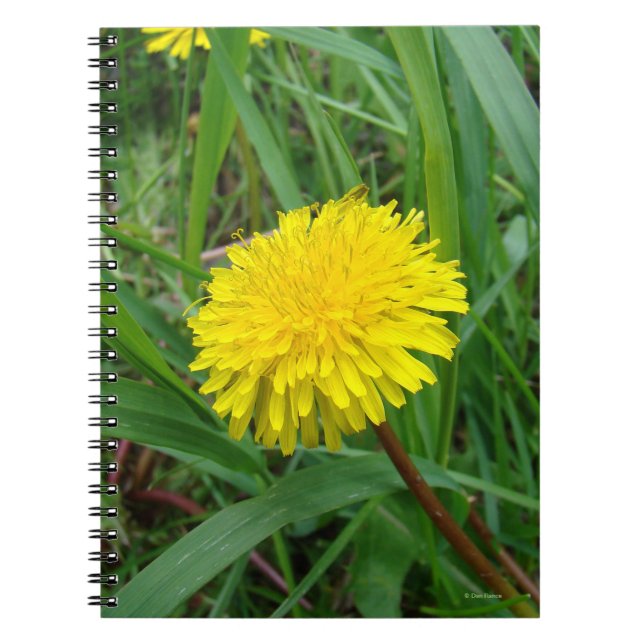 F45 Dandelion Anteckningsbok (Framsidan)