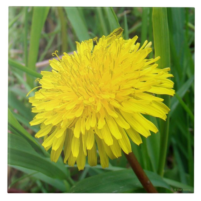 F45 Dandelion ’Taraxacum officinale’ Kakelplatta (Framsidan)
