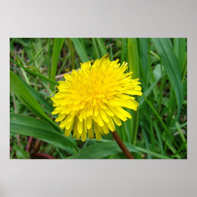F45 Dandelion "Taraxacum officinale" Poster (Framsidan)