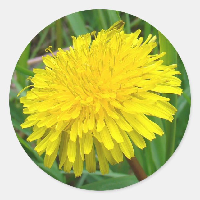 F45 Dandelion "Taraxacum officinale" Runt Klistermärke (Framsida)