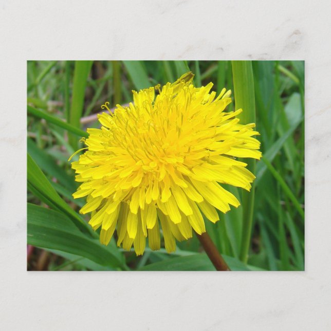 F45 Dandelion "Taraxacum officinale" Vykort (Framsida)