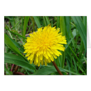 F45 Maskros "Taraxacum officinale" Hälsningskort