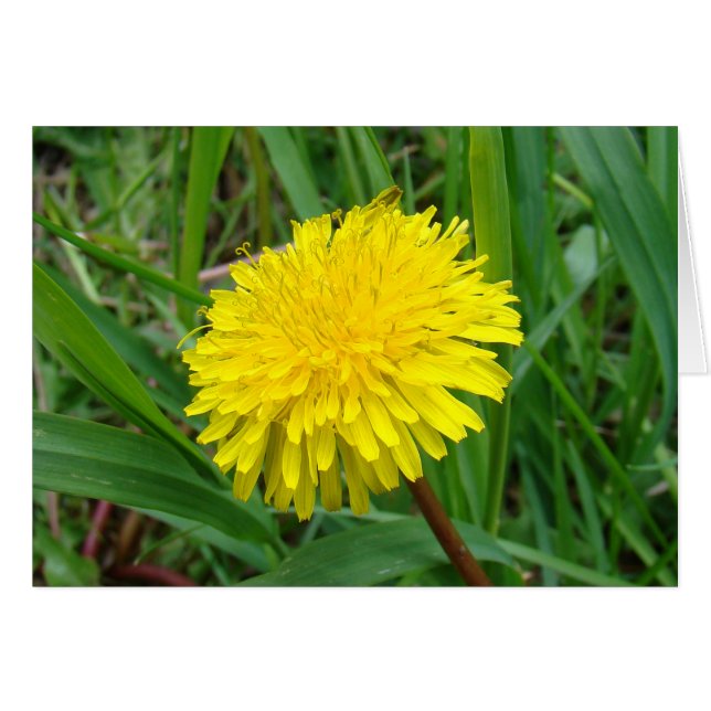 F45 Maskros "Taraxacum officinale" Hälsningskort (Framsidan Horizontal)