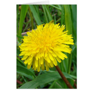 F45 Maskros "Taraxacum officinale" Hälsningskort