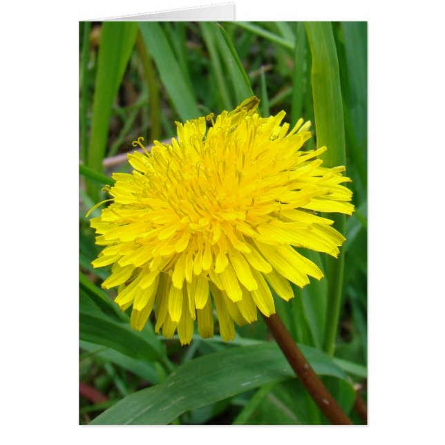 F45 Maskros "Taraxacum officinale" Hälsningskort (Framsidan)