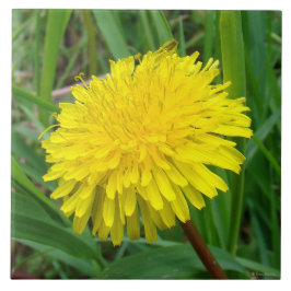 F45 Maskros "Taraxacum officinale" Kakelplatta
