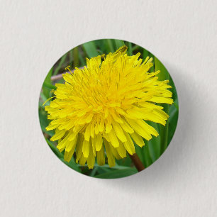 F45 Maskros "Taraxacum officinale" Knapp