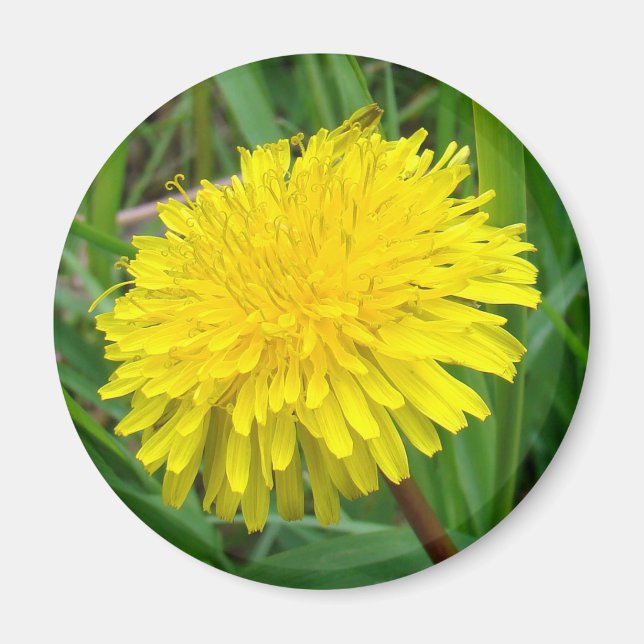 F45 Maskros "Taraxacum officinale" Magnet (Framsidan)