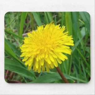 F45 Maskros "Taraxacum Officinale" Musmatta