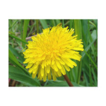 F45 Maskros "Taraxacum officinale"