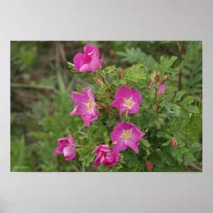 F46 Vild Ro Poster