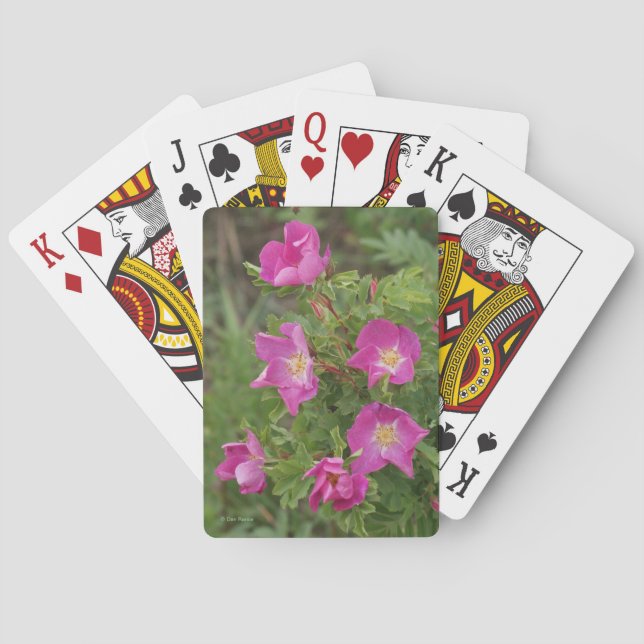 F46 Vilda rosor Casinokort (Baksidan)