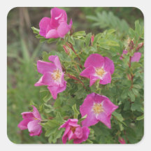 F46 Vilda rosor