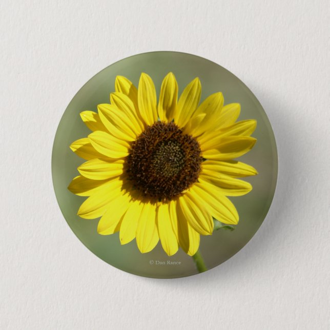 F47 Gul vildblomma Vanlig Ettårig Solros Knapp (Framsida)