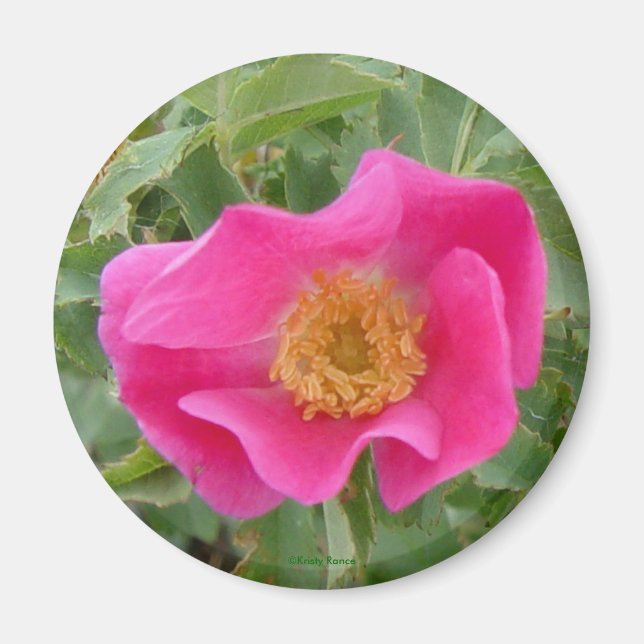 F4 Vild Ro Magnet (Framsidan)