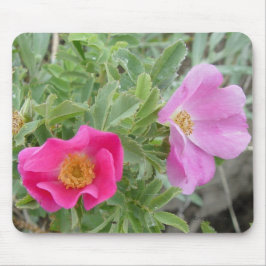 F4 Vilda Rosor Musmatta