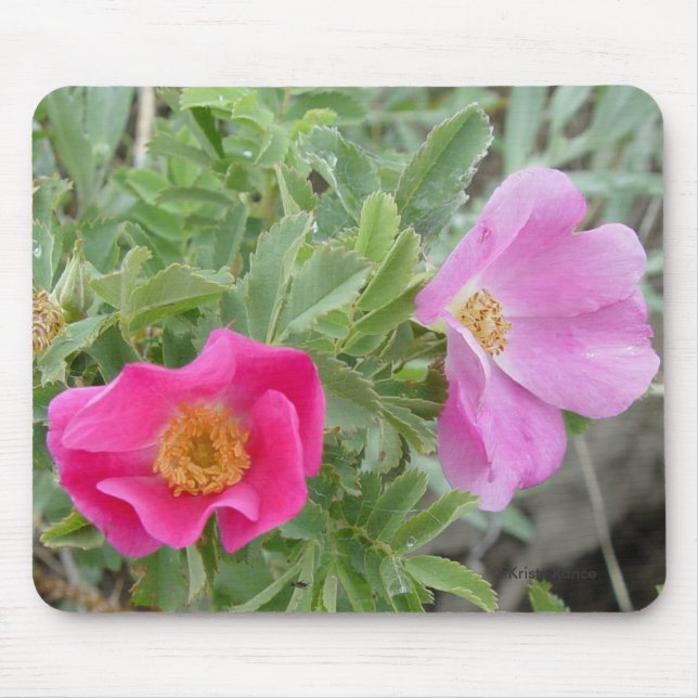 F4 Vilda Rosor Musmatta (Framsidan)