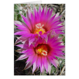 F5 Boll Cactus Flowers "Escobaria vivivipara" Hälsningskort
