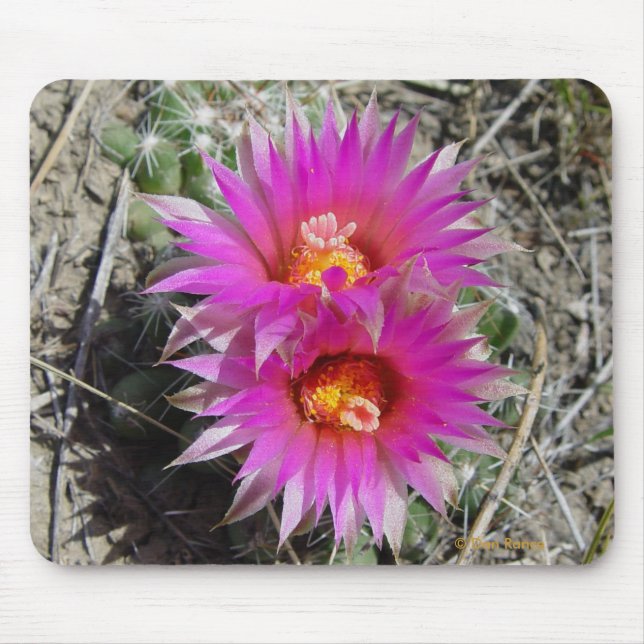 F5 Boll Cactus Flowers "Escobaria vivivipara" Musmatta (Framsidan)