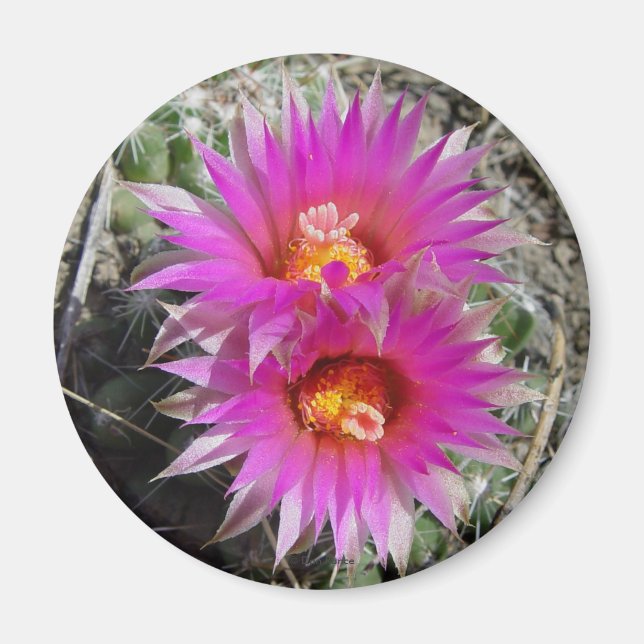 F5 Bollkaktus Blommor "Escobaria vivipara" Magnet (Framsidan)