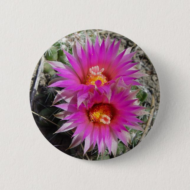 F5 Bollkaktusblommor "Escobaria vivipara" Knapp (Framsida)