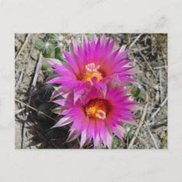 F5 Bollkaktusblommor "Escobaria vivipara" Vykort