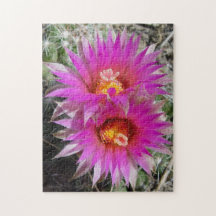 F5 kaktusblommor "Escobaria vivipara " för boll,