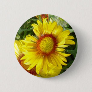 F6 Gul Vildblomma Gaillardia Knapp