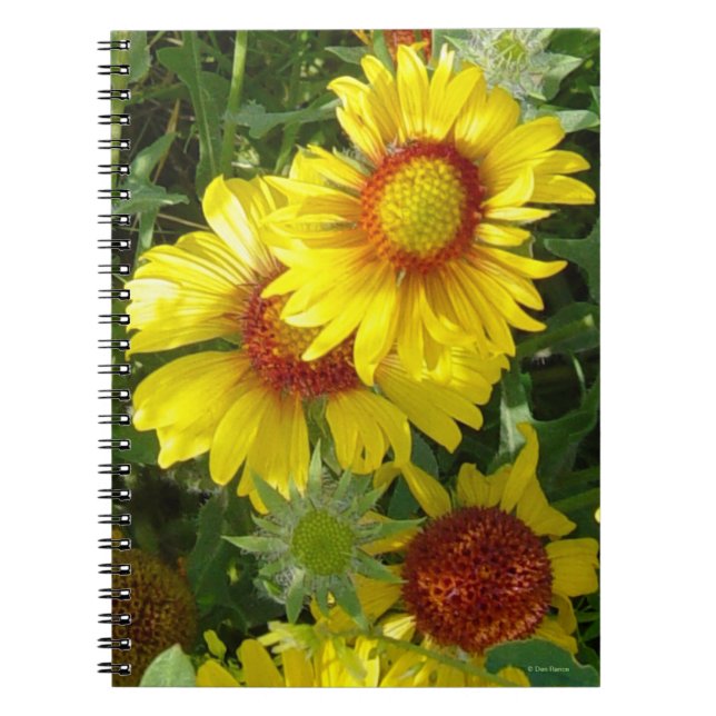 F6 gula vildblommor Gaillardia Anteckningsbok (Framsidan)