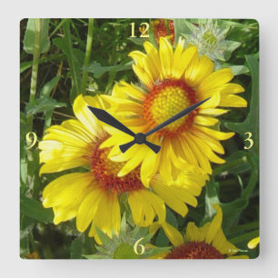F6 Gula vildblommor Gaillardia Fyrkantig Klocka