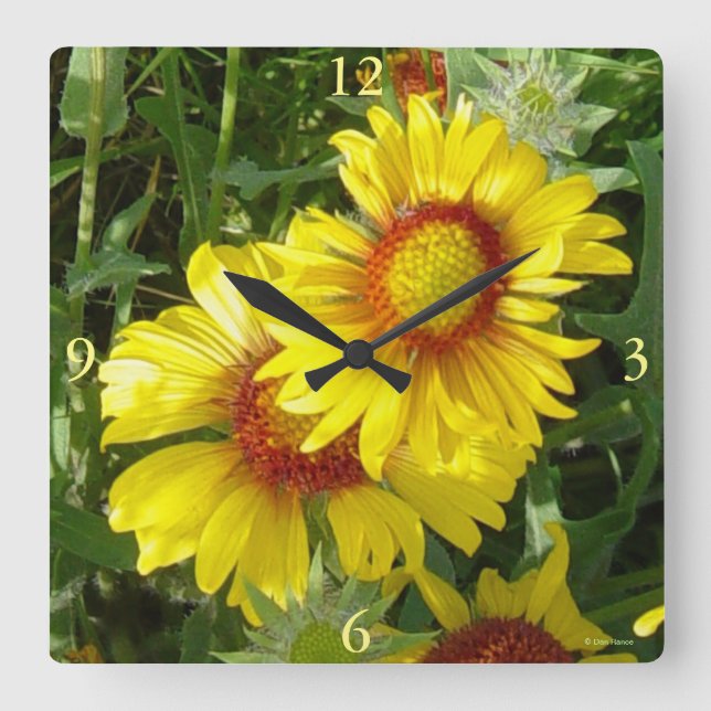 F6 Gula vildblommor Gaillardia Fyrkantig Klocka (Framsida)