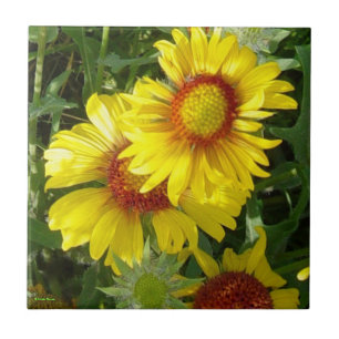 F6 gula vildblommor Gaillardia Kakelplatta