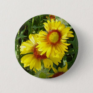 F6 gula vildblommor Gaillardia Knapp