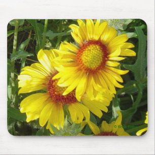 F6 gula vildblommor Gaillardia Musmatta