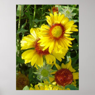 F6 Gula vildblommor Gaillardia Poster