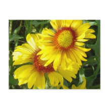 F6 gula vildblommor Gaillardia