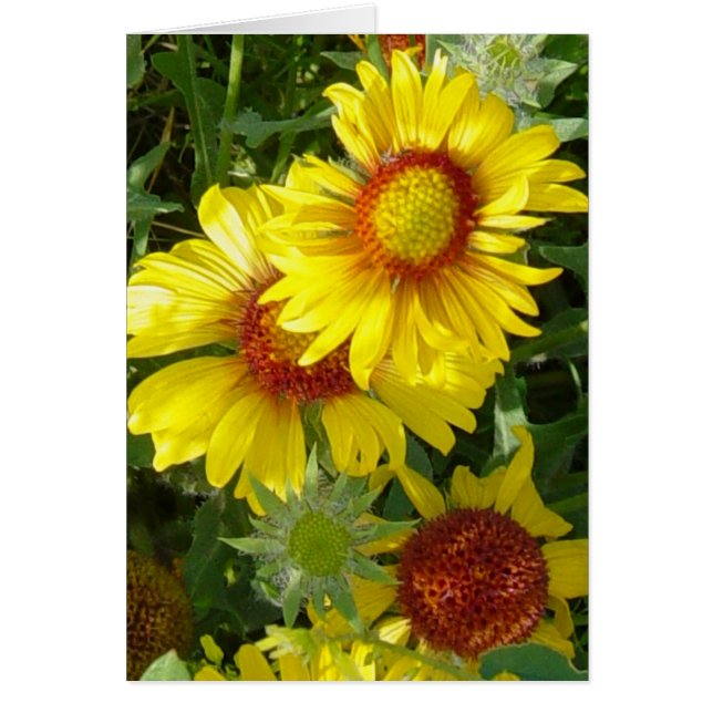 F6 Gult Wildblommor Gaillardia Hälsningskort (Framsidan)
