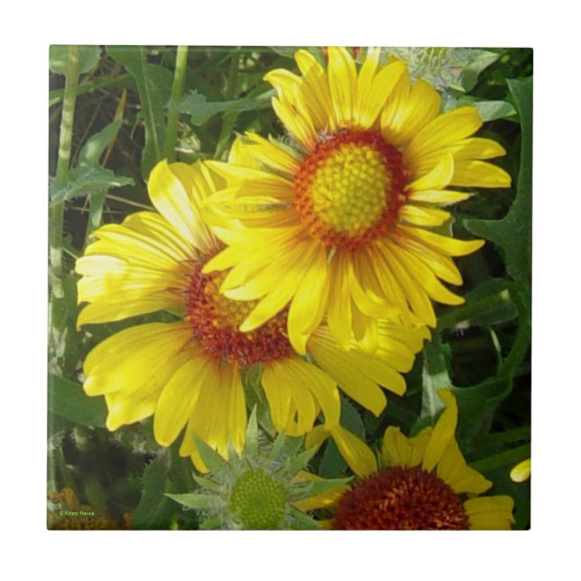 F6 Gult Wildblommor Gaillardia Kakelplatta (Framsidan)