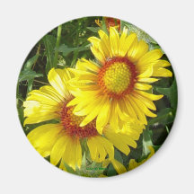 F6 Gult Wildblommor Gaillardia