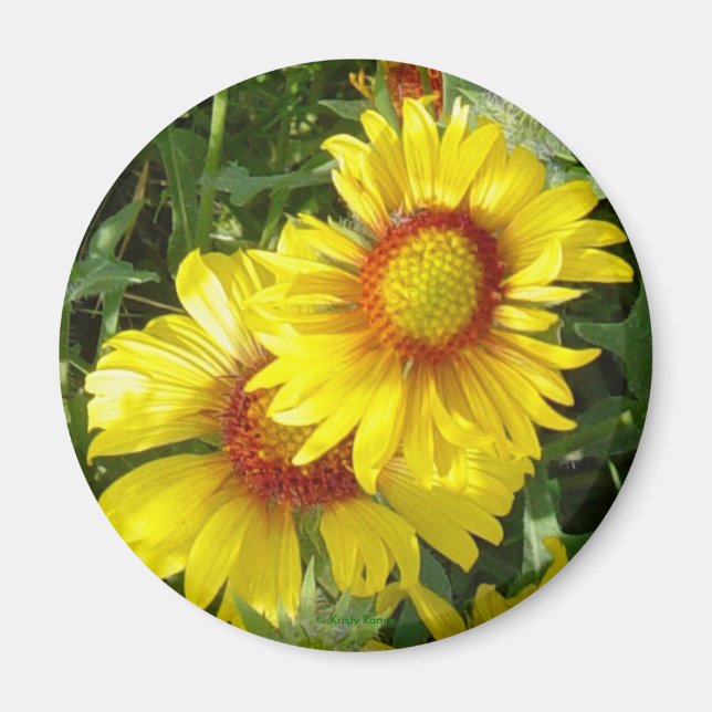 F6 Gult Wildblommor Gaillardia Magnet (Framsidan)
