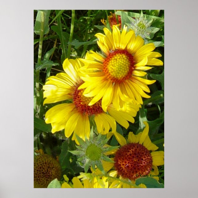 F6 Gult Wildblommor Gaillardia Poster (Framsidan)